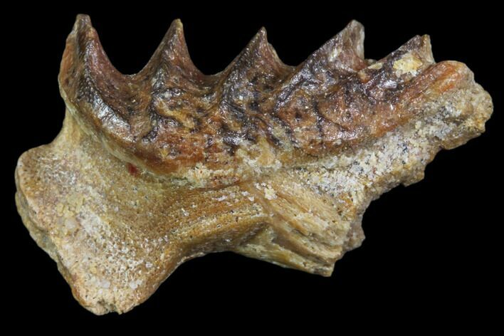 Cretaceous Lungfish (Ceratodus) Tooth Plate #81165